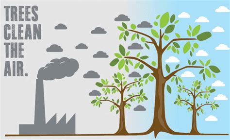 Does Trees Help Keep The Air Clean