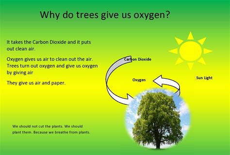 Does Trees Provide Oxygen