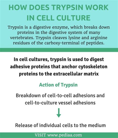 Does Trypsin Kill Cells