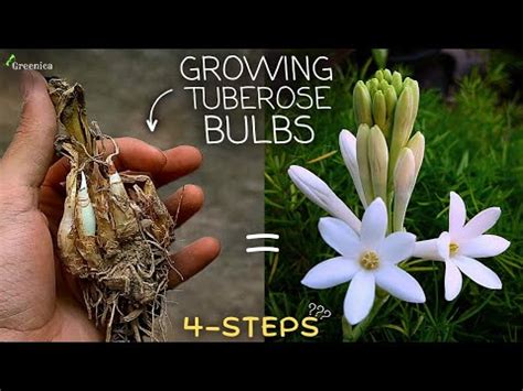 Does Tuberose Multiply