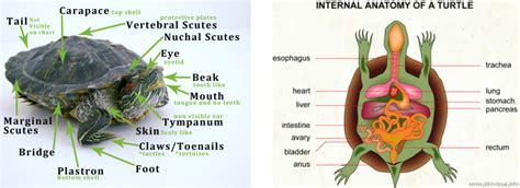 does turtle have gills