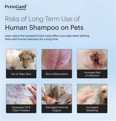 Does Using Human Shampoo Hurt Dogs