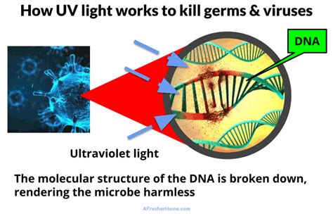 Does Uv Light Kill Cancer