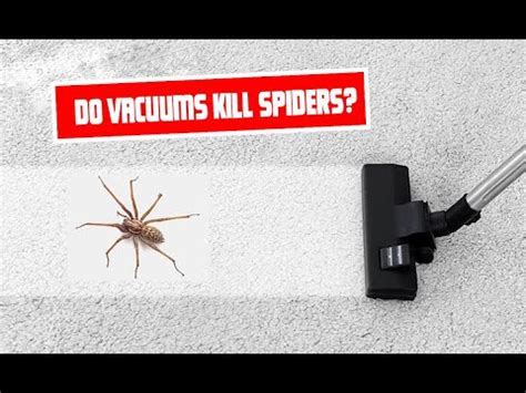 Does Vacuuming A Spider Kill It
