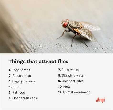 Does Vanilla Attract Flies