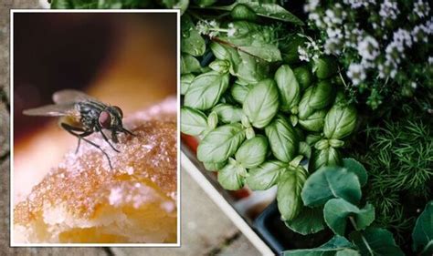 Does Vanilla Deter Flies