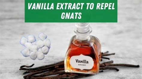 Does Vanilla Deter Gnats
