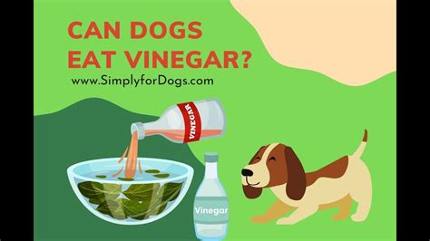 Does Vinegar Harm Dogs