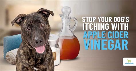Does Vinegar Help Dogs Itching