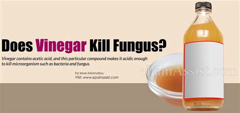 Does Vinegar Kill Artillery Fungus