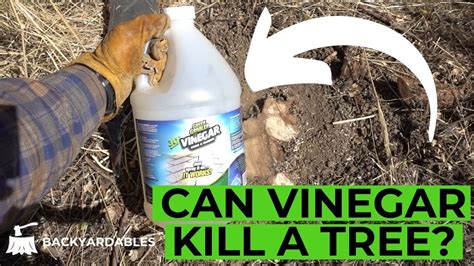 Does Vinegar Kill Fig Trees