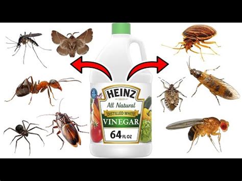 Does Vinegar Kill Flying Insects