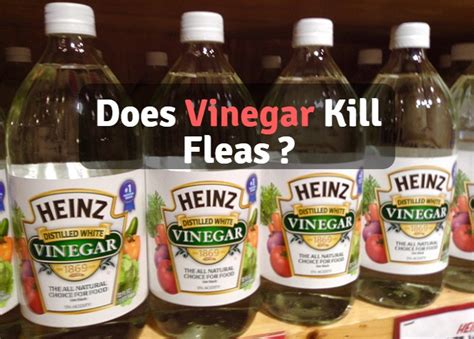 Does Mopping with Vinegar Kill Fleas?