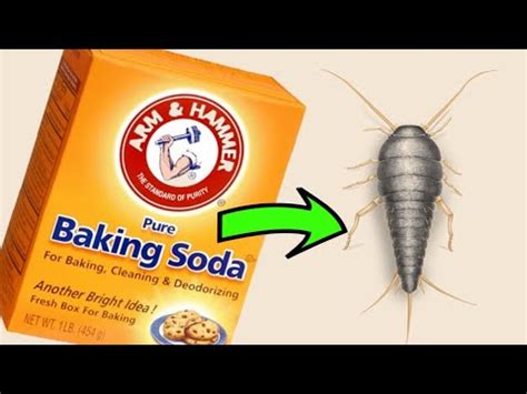 Although it won't happen overnight, silverfish control is possible