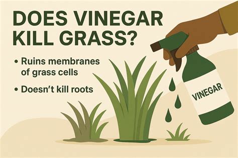Does Vinegar Really Kill Grass