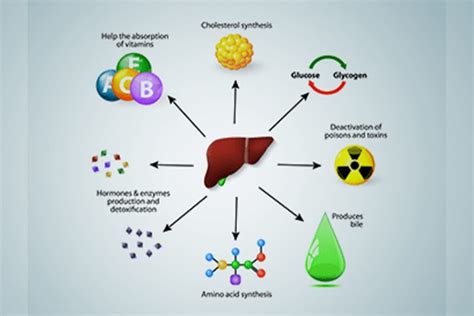 Does Vitamin C Affect Liver Function