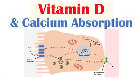 Does Vitamin D Help Absorb Protein