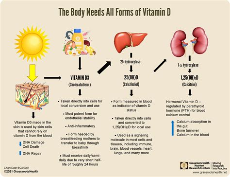 Does Vitamin D Increase Hormones