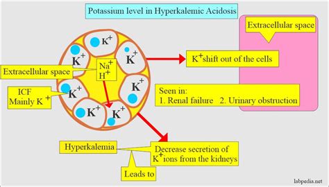 Does Vitamin K Affect Potassium