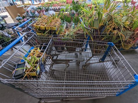 Does Walmart Throw Away Plants