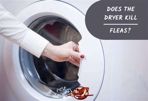 Does Washer And Dryer Kill Fleas