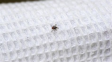 Does Washing Bedding Kill Ticks