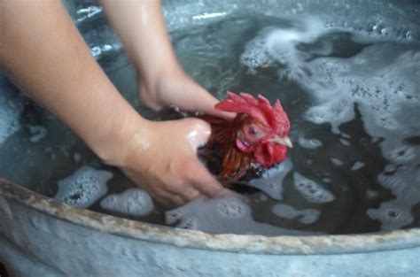 Does Washing Chicken Help