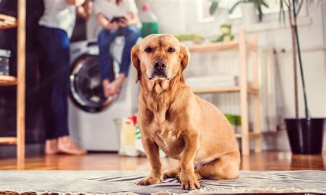 Does Washing Dog Bed Kill Fleas