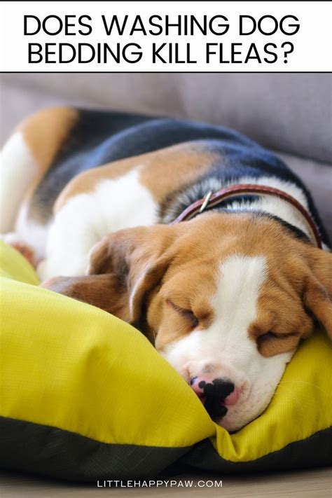 Does Washing Dog Blankets Kill Fleas