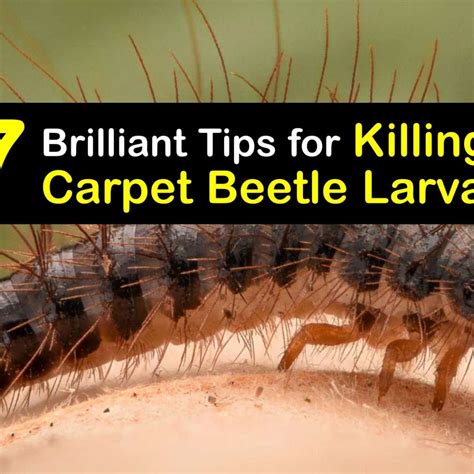 Does Washing Kill Carpet Beetles
