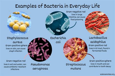 Does Water Have Bacteria