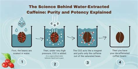 Does Water Help Flush Caffeine