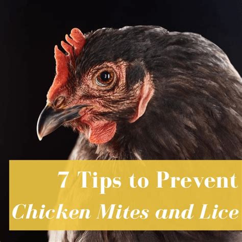 Does Water Kill Chicken Mites