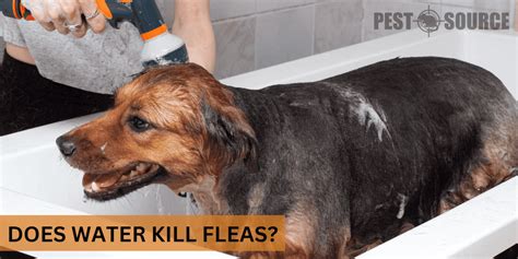 Does Water Kill Dog Fleas