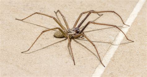 Does Water Kill House Spiders