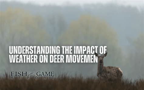 Does Weather Affect Deer Movement