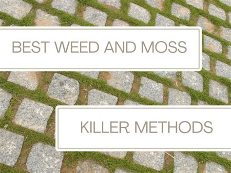 Does Weed Killer Kill Moss On Patio