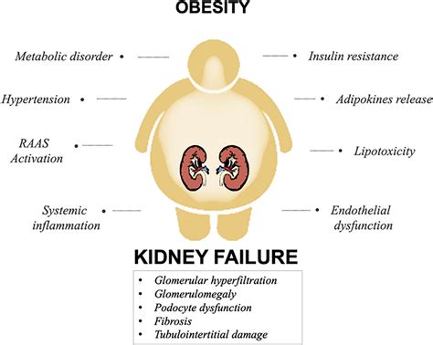 Does Weight Loss Affect Kidney Function