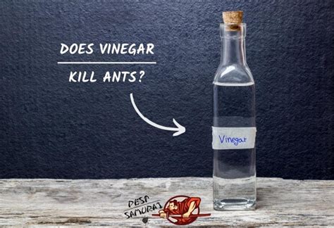 Does White Vinegar Kill Ants Instantly