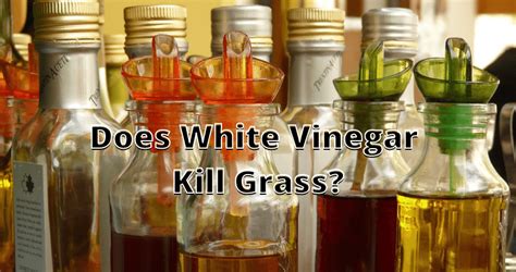 Does White Vinegar Kill St Augustine Grass