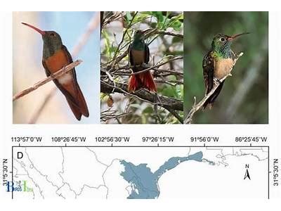 Does Wind Affect Hummingbirds