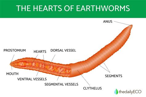 Does a Worm Have a Heart