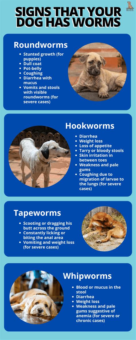 Does Worms Make Your Dog Tired