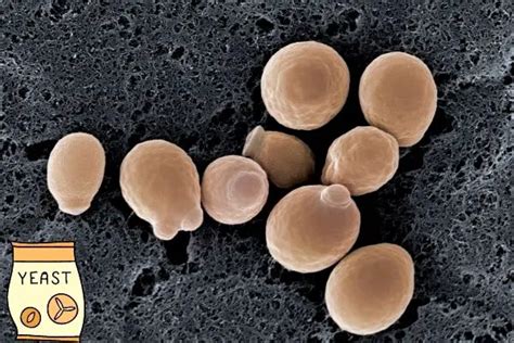 Does Yeast Contain Dairy