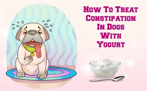 Does Yogurt Help With Dog Constipation