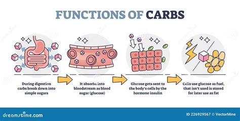 Does Your Body Need Carbs To Function