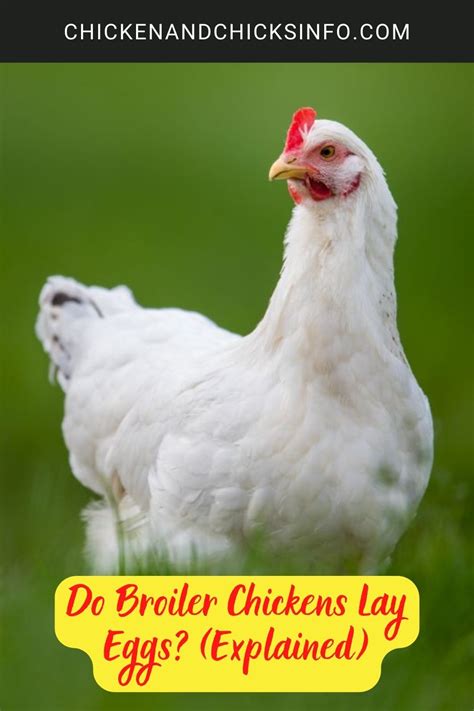 Does broilers lay eggs?