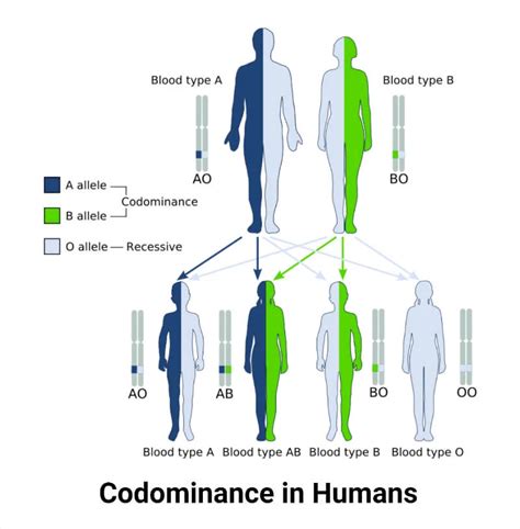Does codominant trait mean?