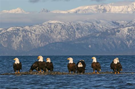 Does eagles fly in flocks?