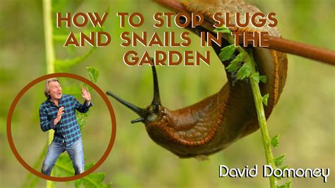 Does eggshells stop slugs?
